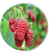 raspberry